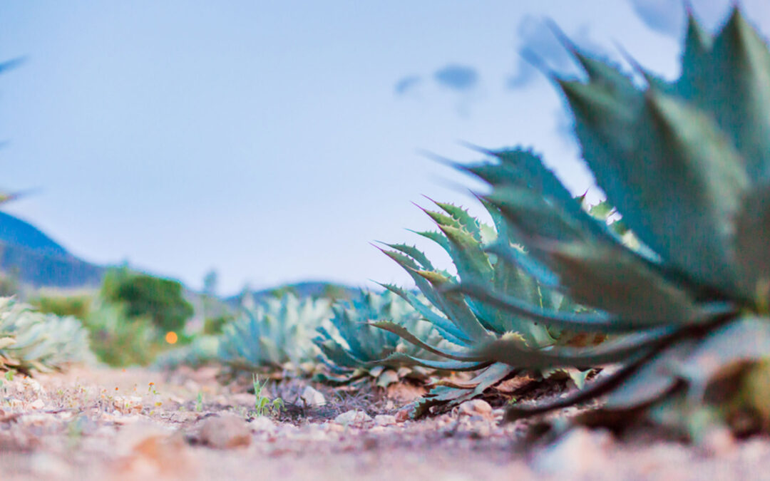 Mezcal: Origen y Significado de la Bebida Espiritual de México