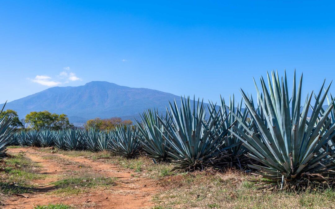 Agave Azul, ¿qué es y para qué se utiliza? | Casa Don Ramón