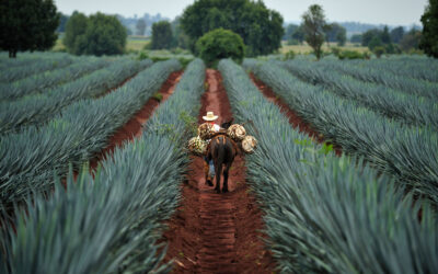 Descubre cómo se hace el tequila | Casa Don Ramón