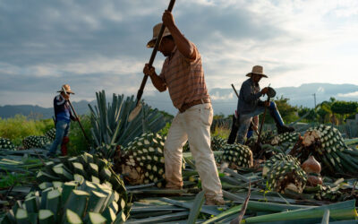 El arte detrás del mezcal: un viaje desde la cosecha hasta la copa