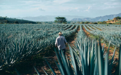 Raíces de sabor: la fascinante historia del tequila