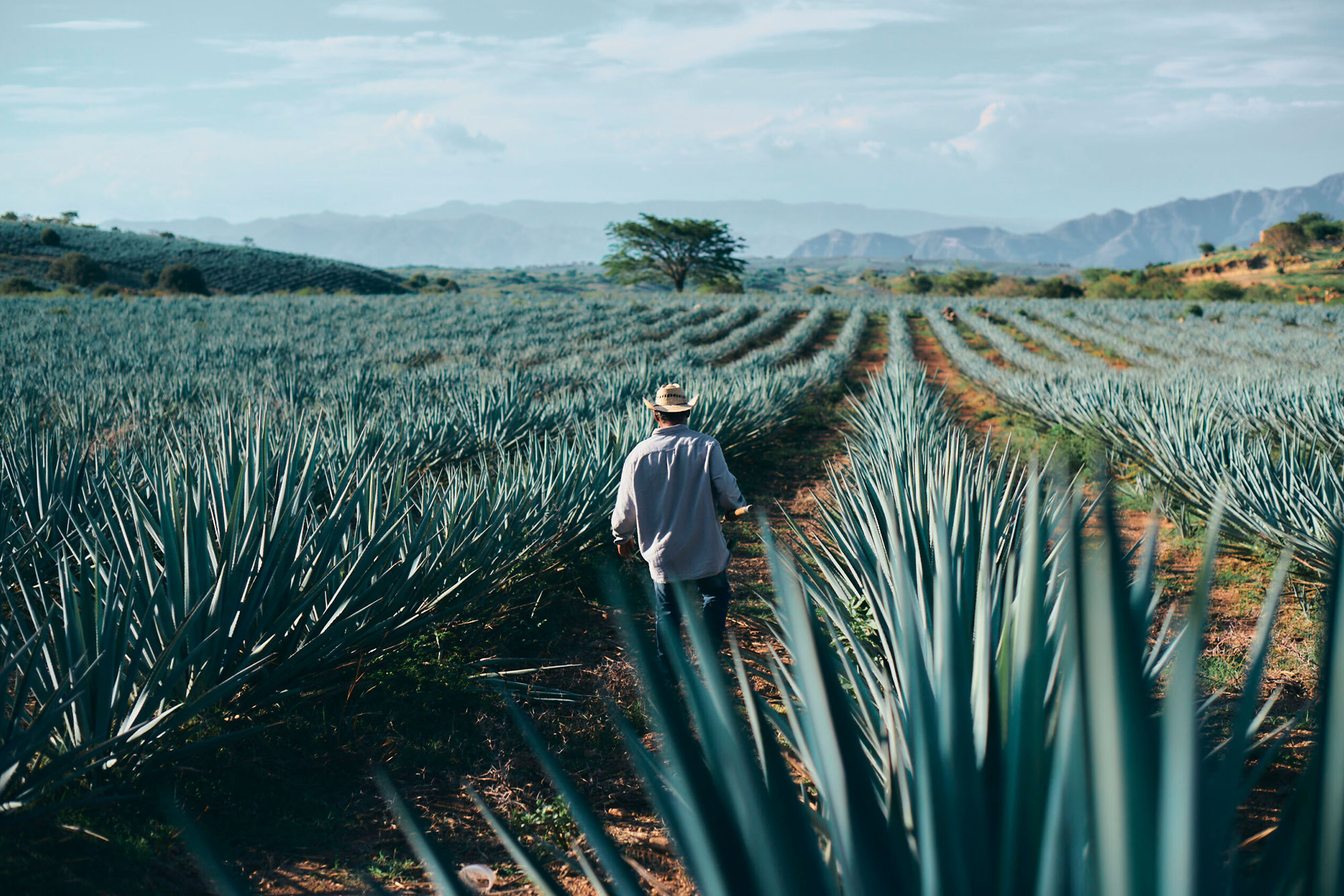 Historia del tequila Raíces de sabor Casa Don Ramón