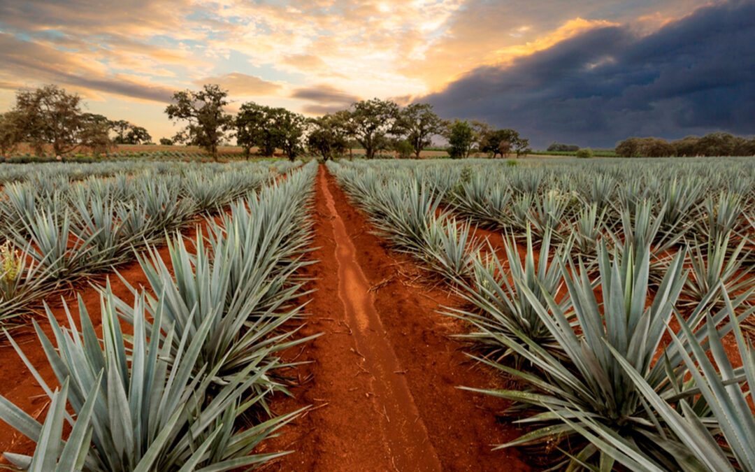 Día de la Tierra: por la sostenibilidad del planeta