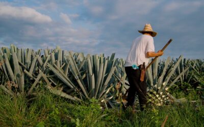 El Papel del Tequila y Mezcal en la Cultura Mexicana