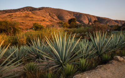 Vive la Feria del Mezcal 2024 en Oaxaca: Tradición y Sabor
