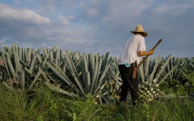 Mezcal Casa Don Ramón: Tradición, Innovación y Sostenibilidad