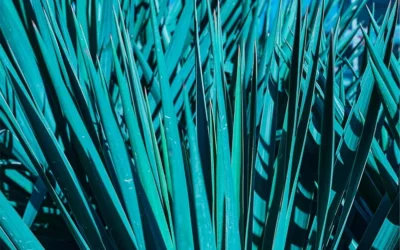 Agave Azul: El Secreto del Tequila de Alta Calidad de Don Ramón