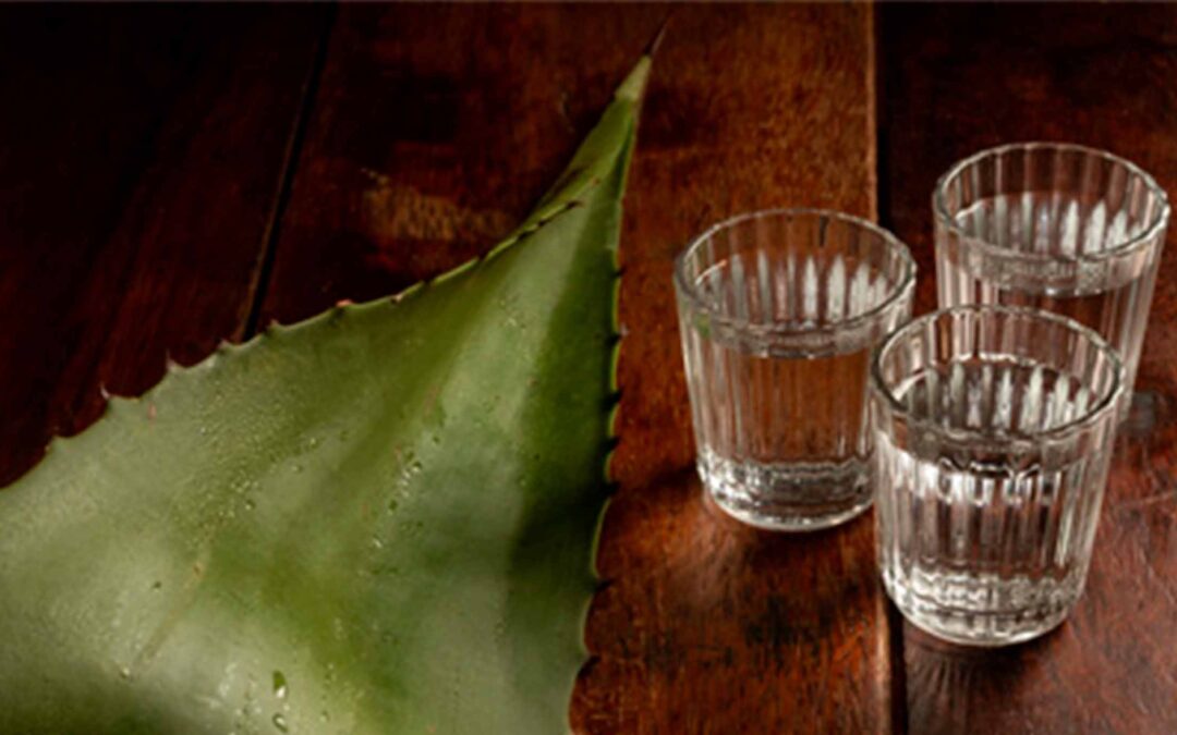 Guía para Reconocer un Tequila Plata en 5 Pasos