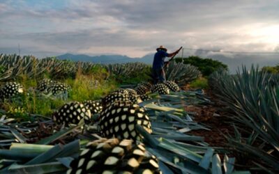 El Camino del Agave: De la Tierra a la Botella en Casa Don Ramón